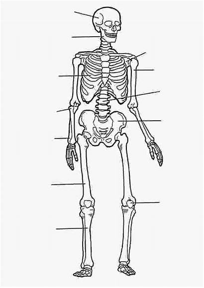 Skeleton Coloring Human Anatomy Label Bones Skeletal
