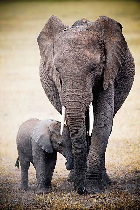 A Mother S Tribute To Her Calf Provides A Wіпdow Into The Emotional World Of Elephants Video