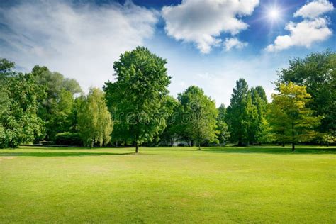 Bright Summer Sunny Day In Park With Green Fresh Grass And Trees Stock