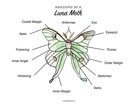 Luna Moth Anatomy Poster Chickie And Roo Homeschool Luna Moth Moth