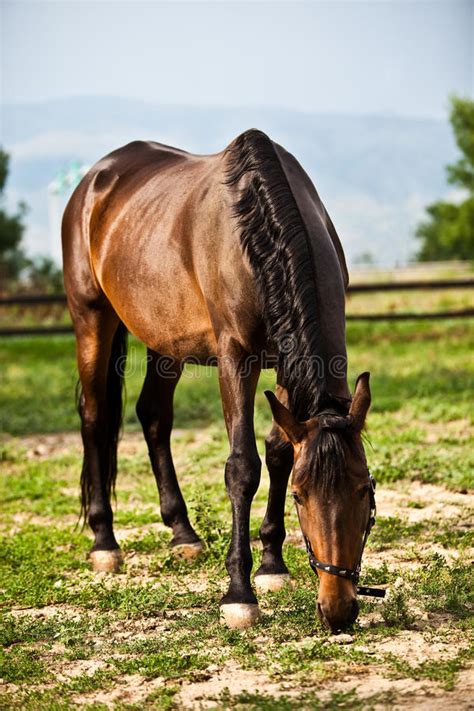 1418 Bay Horse Eating Grass Stock Photos Free And Royalty Free Stock