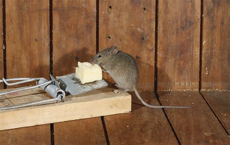 5 Most Humane And Best Mouse Trap For Every Gardener