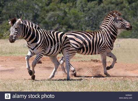 Zebra Run High Resolution Stock Photography And Images Alamy