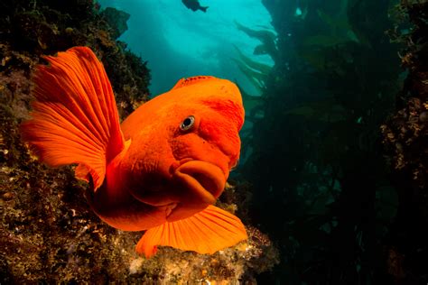 Wallpaper Underwater Orange Coral Reef Diving Color Ocean