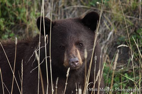 Whistler Black Bear Nature Photography Matt Murray Photography
