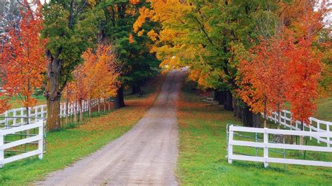 Wallpaper Autumn Maple Forest Road 1920x1080 Full Hd Picture Image