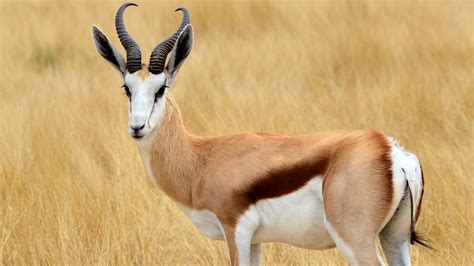 How Fast Can An Antelope Run Antelope Top Speed In Kmh