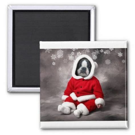 Boston Terrier In Xmas Outfit Magnet Zazzle Xmas Outfit Boston