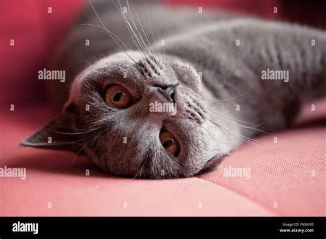 Portrait Of A British Shorthair Cat Stock Photo Alamy