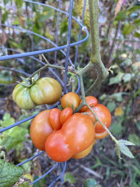 Tomato Reisetomate Local Seeds