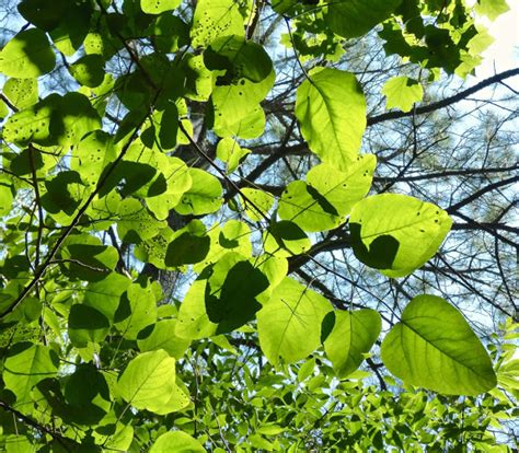 Maryland Biodiversity Project Swamp Cottonwood Populus Heterophylla