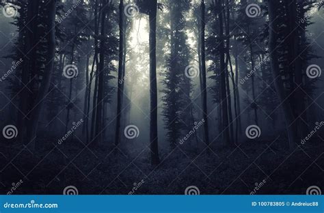 Night In Surreal Forest With Fog Stock Image Image Of Environment