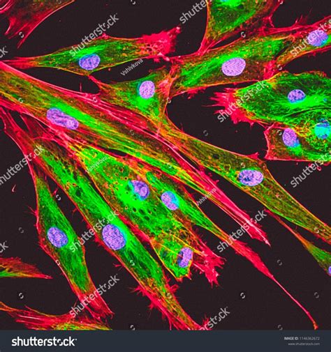 Real Fluorescence Microscopic View Of Human Skin Cells In Culture
