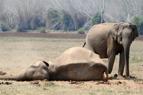 Asian Elephants Mourn Their Dead And Comfort Each Other Indianarrative