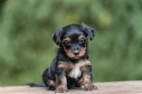 You need to vaccinate them, give proper food and medicine timely, clean them regularly etc. Yorkie Poo Puppies For Sale Near Me Craigslist - Pets Lovers