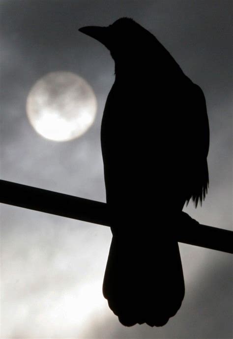 Raven In Moonlight Pin192951165255797637