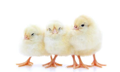 Three Little Chicks Stock Photo Image Of Three Domestic 60705626