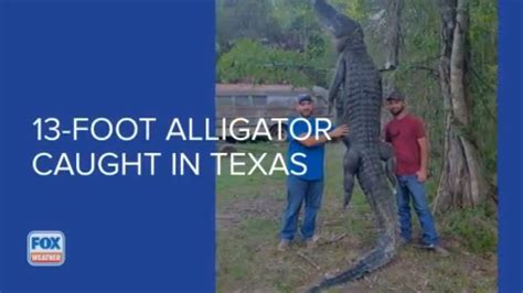 Gator Hunting Season In Texas Starts With Man Catching 13 Footer