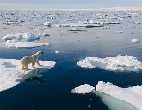 61 Polar Bear Habitat
