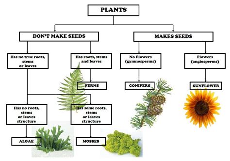 Usually based on the form of the. Plant Classification Chart | Biology plants, Plant ...