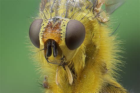 Insekt Foto And Bild Tiere Wildlife Insekten Bilder Auf Fotocommunity