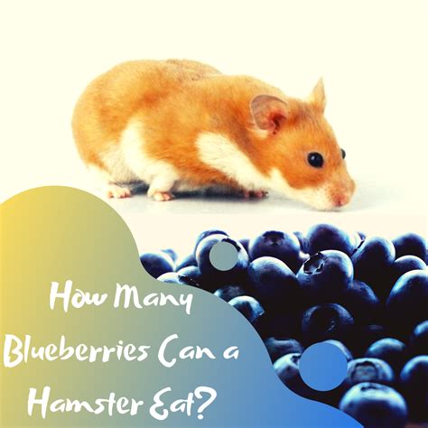 Us tablespoons to ounces of blueberries. Can Hamsters Eat Blueberries? - Petsium