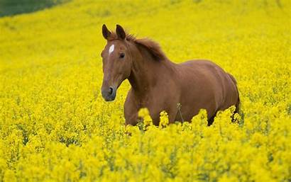 Horses Wallpapers Horse Wild
