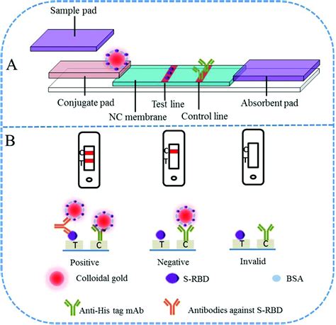 Rapid Colloidal Gold Immunochromatographic Assay For The Detection Of Sars Cov Total