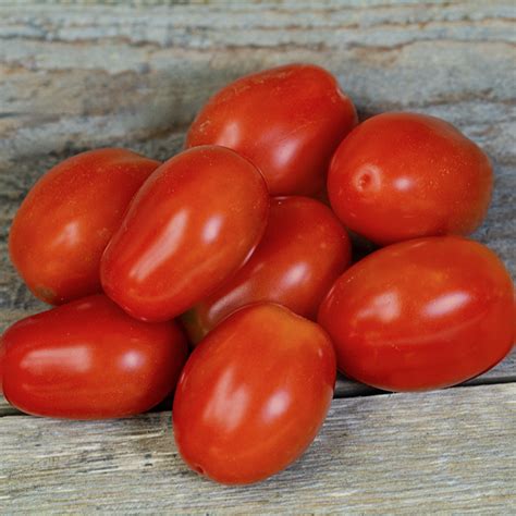 Fantastico Hybrid Tomato Aas Winners Totally Tomatoes
