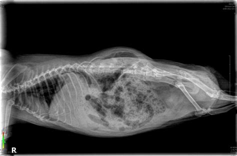 Guinea Pig Dragging Hind Legs And X Ray Shows Full Of Gas Guinea Lynx