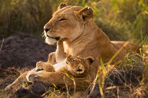 Africa Lion Mother And Cub Masai Mara National Reserve Kenya