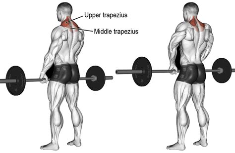 Barbell Shrugs Muscles Worked How To Benefits Variations Fitness Volt