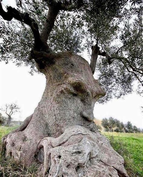 This Ancient Olive Tree Dubbed The Thinking Tree By Locals Can Be