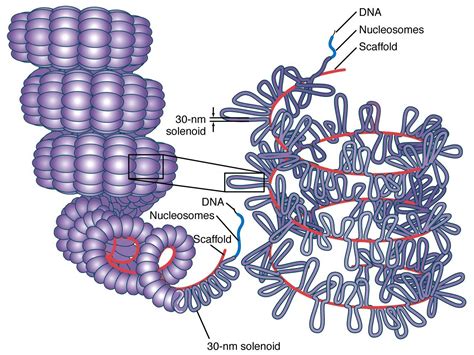 Histon Proteinleri ve DNA Katlanması Metreler Uzunluğundaki DNA Mikron Düzeyindeki Küçük