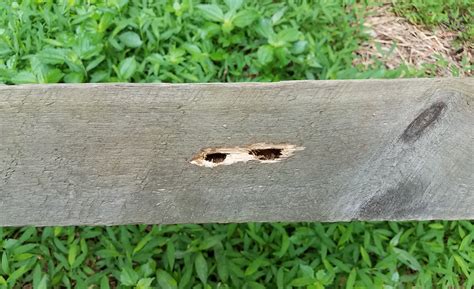 How to get rid of carpenter bees. How to Get Rid of Carpenter Bees - The Home Depot