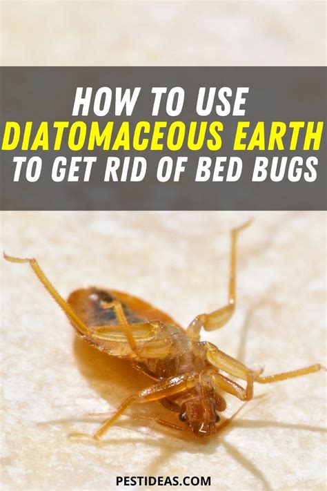 Dealing with bed bugs is a nightmare and one of the many steps to consider is what to do with the bed bug infested mattress. How to use Diatomaceous Earth to Get Rid of Bed Bugs in ...
