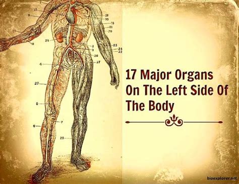 Organs On Left Side Of Body Major Organs On Left Side On Human Body
