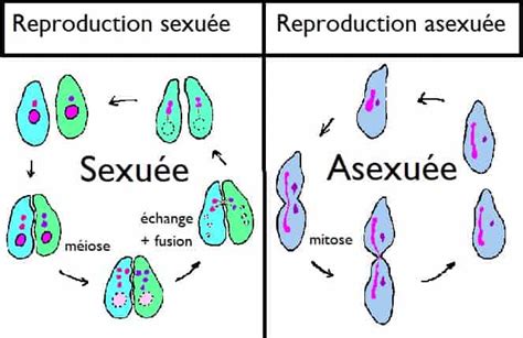 reproduction sexuée asexuée schéma facile