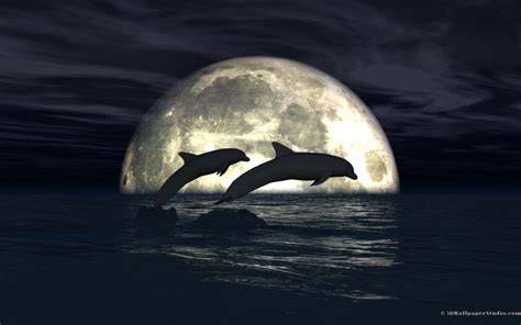 Dolphins Jumping In The Moonlight Day Of The Dolphins Pinterest