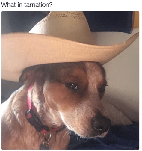 The 13 Best Animal Versions Of The What In Tarnation