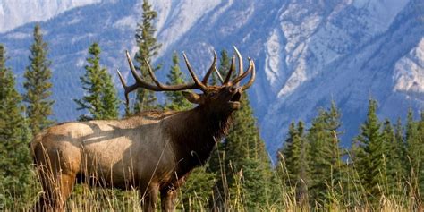 Best Calibers For Elk Hunting Top Picks