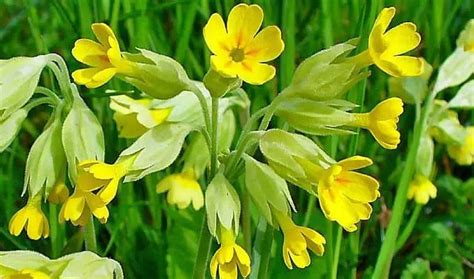 Cowslip Side Effects Uses And Health Benefits