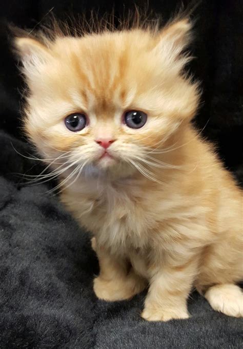 Persian Kitten Pets Friend Store In Newmarket