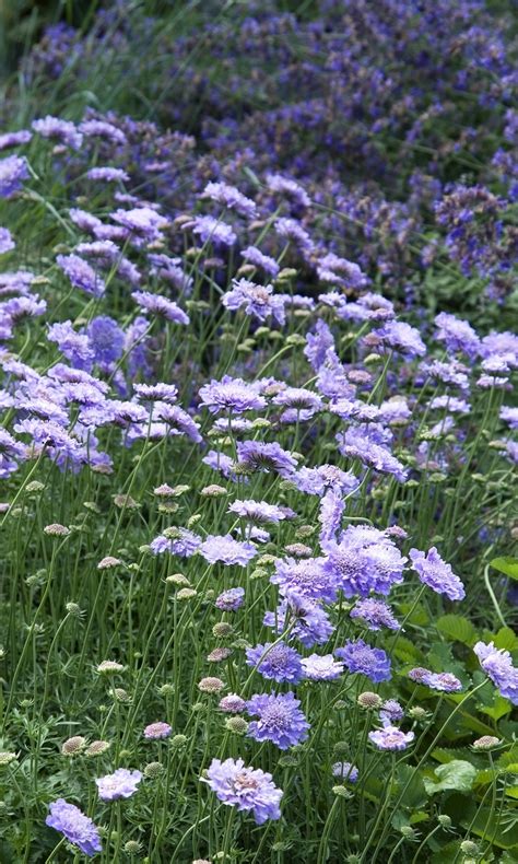 Scabiosa Columbaria Butterfly Blue Pincushion Flower Shades Of
