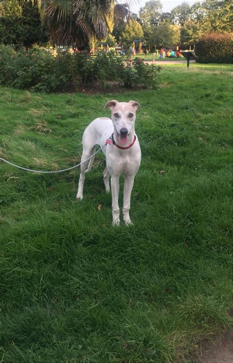 Male Lurcher Greyhound For Sale In Southall London Gumtree