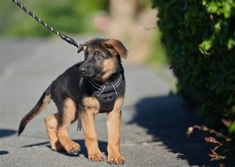 Guide To Caring For A 10 Week Old German Shepherd