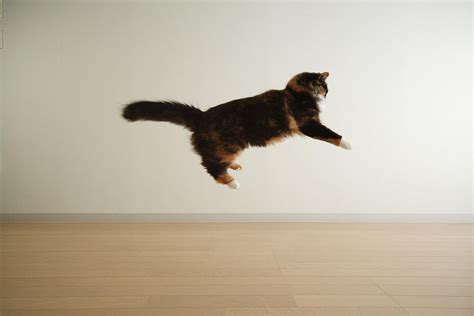 Cat Jumping In Air Photograph By Junku Fine Art America