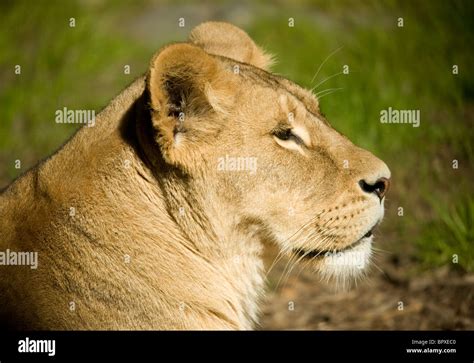 Lions Panthera Leo Stock Photo Alamy