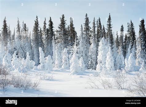 Snow Covered Pine Trees Churchill Manitoba Canada Stock Photo Alamy