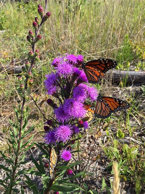 You may need to stake the plant if grown in richer garden soils. IMG_0231 | Liatris ligulistylis, Meadow Blazing Star and ...